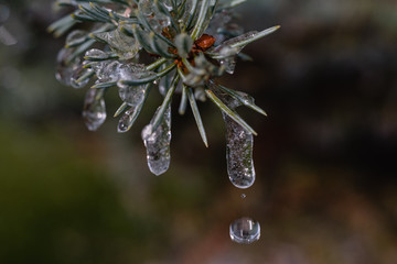 Frozen water drop melting from pine branch