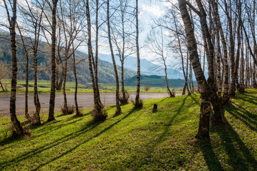 Beautiful spring birchwood, Armenia