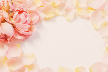rose flowers and petals on white  background