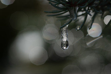 Frozen water droplet on pine tree with bokeh