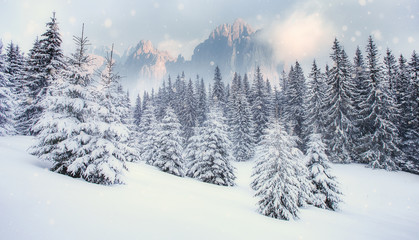 Wonderful Winter Landscape. With snowcovered pine trees at mountain valley and Majestic Mountain Peaks on Background. Beautiful nature scene. Creative Collage. Wintry scenery with natural lighten