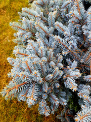 The elastic branches of the blue spruce close-up.