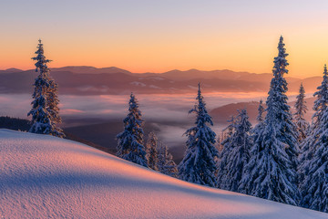 Amazing sunrise in the mountains. Sunset winter landscape with snow-covered pine trees in violet...