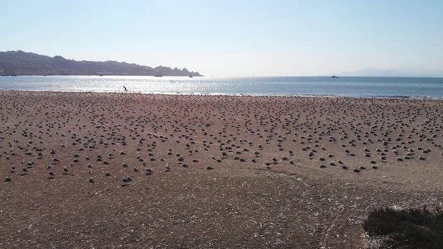 A lot of Birds on the pacific ocean coast Beach (Coquimbo, Chile) aerial view