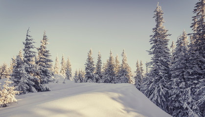 Scenic image of fairy-tale woodland in winter. Snowcowered pine trees under sunlit. Wonderful Wintry Landscape at mountains. Awesome nature background. Winter holiday concept. Amazing winterland