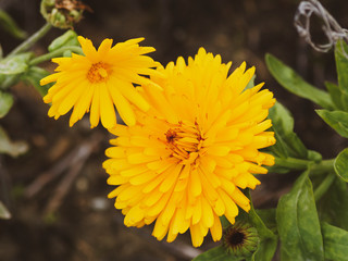 Double-flowered cultivar of Calendula officinalis or Pot marigold