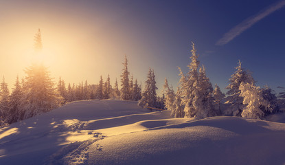  Splendid winter forest landscape in sunny day. Icy snowy fir trees glowin in sunlight. winter holiday concept. travel day. wonderland in winter. Amazing Nature background. Christmas holiday concept.
