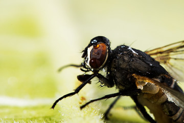 True fly-insect