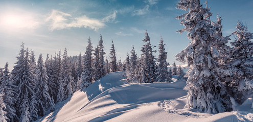 Awesome Winter nature landscape. Scenic image of fairy-tale woodland in sunlit at winter. Majestic...