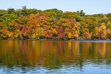 Fall trees reflected in a lake in the Mont St-Bruno national park. 