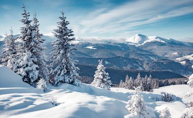 Winter panorama of fir trees covered with white snow with alps mountain background, Bright winter morning in alpine mountains. Wonderful mountain scenery. Christmas celebration concept. Happy New Year