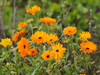 Deep orange flower heads of Pot marigold or ruddles (Calendula officinalis)