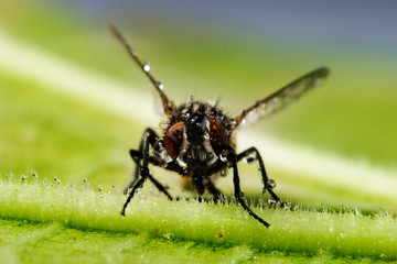 True fly-insect