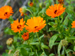 Deep orange flower heads of Pot marigold or ruddles (Calendula officinalis)