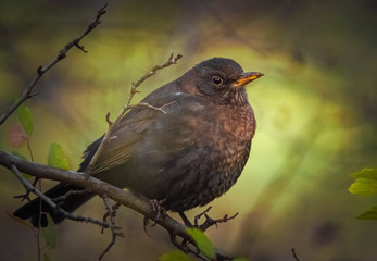 Amsel im Abendlicht