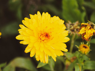 Bright yellow Calendula officinalis or Pot marigold