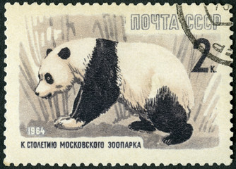USSR - 1964: shows panda, The 100th anniversary of the Moscow Zoo, 1964