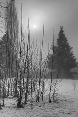 foggu forest in winter