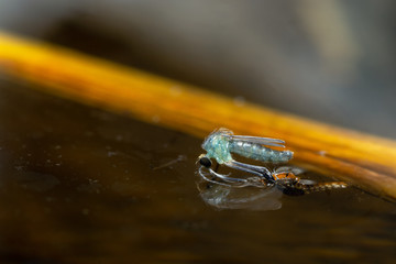 Close-up of Mosquito moulting on the surface of the wastewater.
