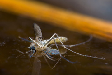 Close-up of a mosquit die on the surface of the wastewater.