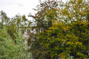 Green Leaves with Building Behind