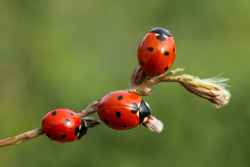 ladybug on green leaf