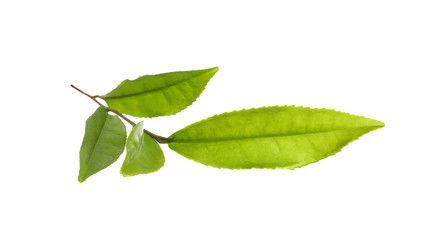 Tea plant with fresh green leaves isolated on white