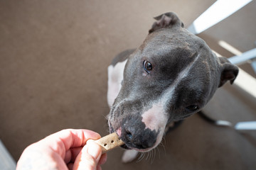 old dog gently takes a biscuit from your hand