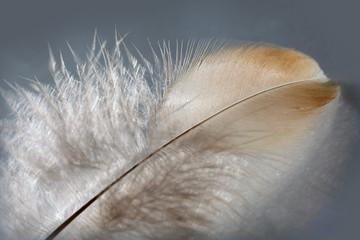 Flaumfedern - downy feathers