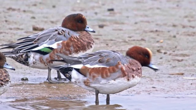 Widgeon Ducks birds feeding on wetlands.