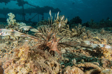 Lion fish in the Red Sea colorful fish, Eilat Israel