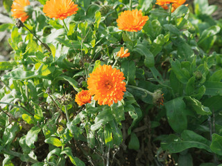 Bright orange Calendula officinalis or Pot marigold