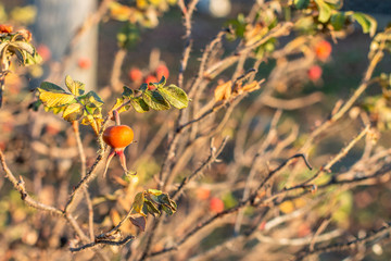 Russia, Kostroma, November 23, 2019: a bright orange rose hip on a shrub with a few of leaves left on a sunny autumn day