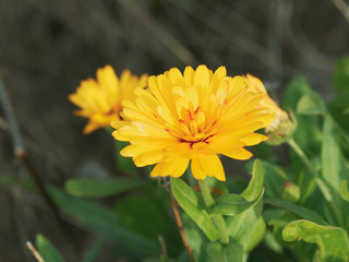 Double-flowered cultivar of Calendula officinalis or Pot marigold