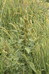 Fruchtähre des Amaranths, Amarant, Amarantus retroflexus 