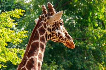 Close-up portrait of a giraffe against green foliage background