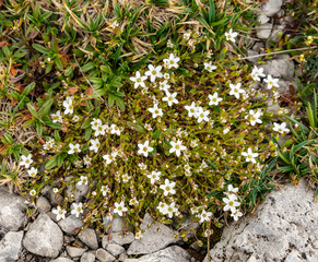 Fringed sandwort (Arenaria ciliata) - blooming flowers plants in the wild in the mountains.