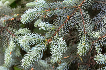 Naklejka na ściany i meble blue spruce branches, beautiful background for christmas design
