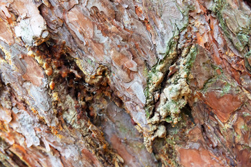 Background image of pine bark close-up with dried resin and moss.