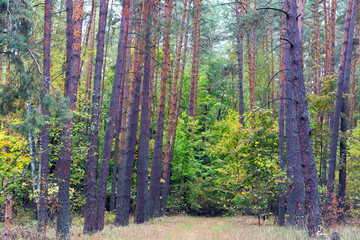 Background image of tree trunks of coniferous forest with forest bedding of dry grass.