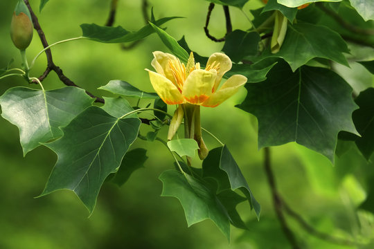 Bl&uuml;ten des Tulpenbaumes, Liriodendron tulipifera