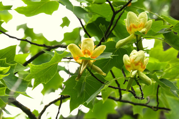 Blüten des Tulpenbaumes, Liriodendron tulipifera