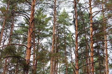 Background image of tree trunks of coniferous forest.