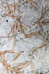 Dry, pine needles lie on a stump painted with white paint.