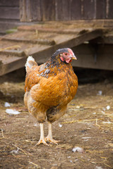 Brown chicken walking on the grass floor. Farming & Pet Concept.
