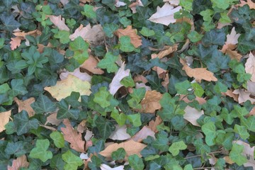 Ivy Leaf Mix