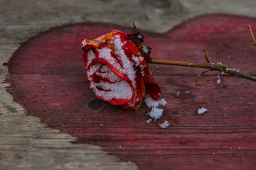 faded rose on the background of the heart, faded and passed love, past love of summer, summer...