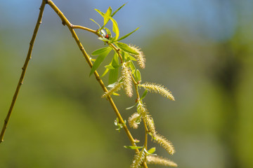 buds on a tree
