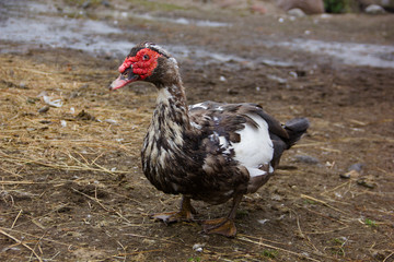 Farm duck standing on the grass in nature background.