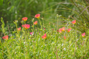 plants dandelions forest flowers